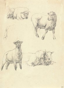 Schapen door Robert Hills