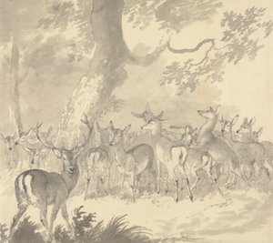 Studie van een hert: hert op de voorgrond met een groep hinden en kalveren onder een boom door Robert Hills