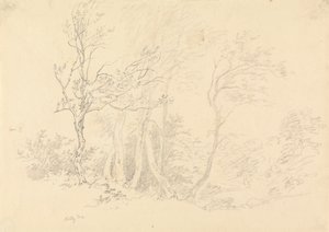 Studie van een hulstboom