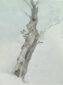 Boomstudie, ca. 1800-05