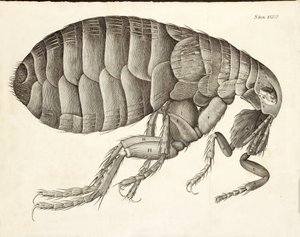 Dwarsdoorsnede van een vlo uit Micrographia, pub. 1665