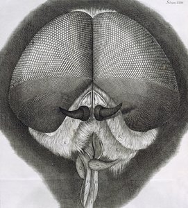 Grijze zweefvlieg, observatie XXXIX uit Hookes Micrographia door Robert Hooke