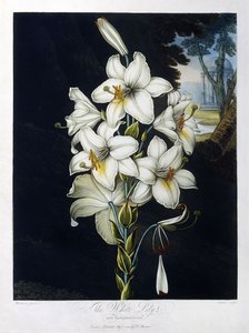 De Witte Lelie