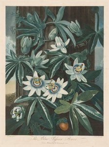 De blauwe passiebloem door Robert John Thornton