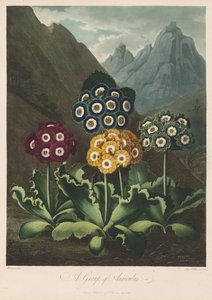 De tempel van Flora, of de tuin van de natuur: Een groep aurikels