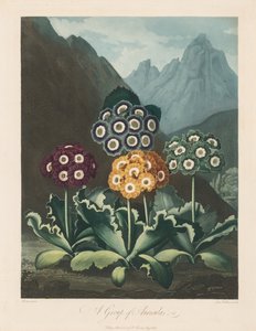 De Tempel van Flora, of Tuin van de Natuur: Een groep aurikels, 1803