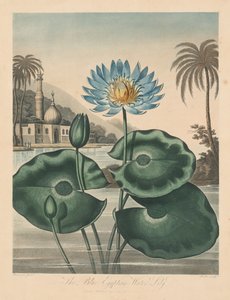 De Tempel van Flora, of Tuin van de Natuur: Blauwe Egyptische Waterlelie, 1804 door Robert John Thornton