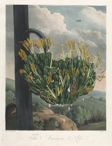 De Tempel van Flora, of Tuin van de Natuur: De Amerikaanse Aloë door Robert John Thornton