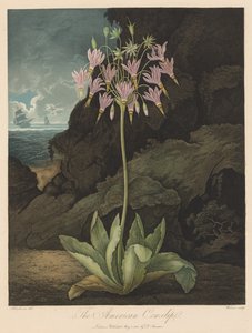 De Tempel van Flora, of Tuin van de Natuur: De Amerikaanse Sleutelbloem door Robert John Thornton