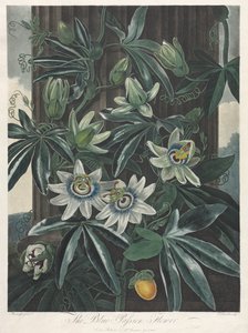 De Tempel van Flora, of Tuin van de Natuur: De Blauwe Passiebloem door Robert John Thornton