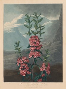 De Tempel van Flora, of de Tuin van de Natuur: De smalbladige Kalmia, Berglaurier, 1804 door Robert John Thornton