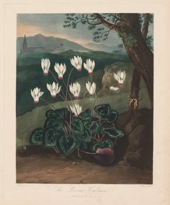 De Tempel van Flora, of Tuin van de Natuur: De Perzische Cyclamen door Robert John Thornton