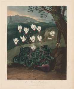 De Tempel van Flora, of de Tuin van de Natuur: De Perzische Cyclamen, 1799-1807 door Robert John Thornton