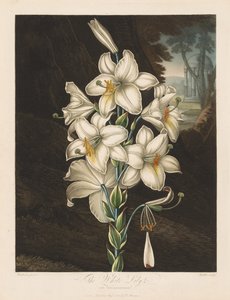De Tempel van Flora, of Tuin van de Natuur: De Witte Lelie met Bonte Bladeren door Robert John Thornton
