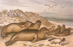 Zeehond