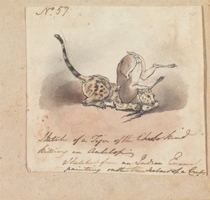 Een cheetah die een antilope doodt door Robert Mabon