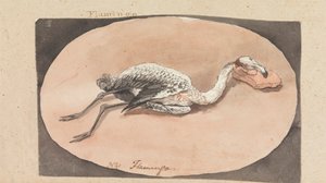 Flamingo door Robert Mabon