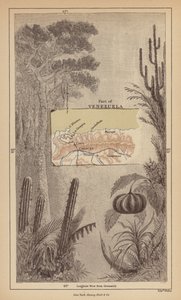 Venezuela (gravure)