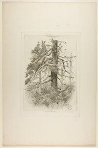 Oude bomen op Naushon Island door Robert Swain Gifford