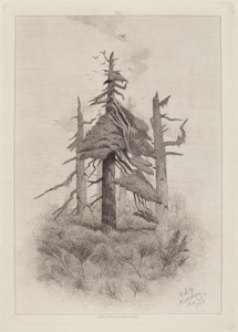 Oude Bomen op Naushon Island [plaat 2]