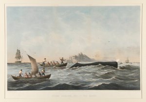 Spermawalvisvangst, nr. 1 De zaak door Robert Swain Gifford