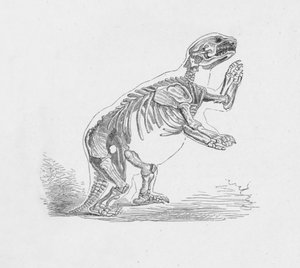 Skelet van de Mylodon Darwinii door Robert Taylor Pritchett