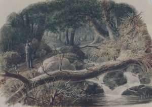 De Ingang van een Bos