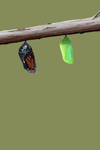 Monarch Cocons door Roberta Murray