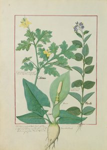 Grote stinkende gouwe of papaver, solanum of nachtschade, en aron, illustratie uit het boek van eenvoudige medicijnen door Mattheaus Platearius 113v