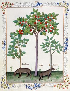 Hazelnootstruik (links) en Kersenboom (midden), Illustratie uit het Boek der Eenvoudige Geneesmiddelen door Mattheaus Platearius door Robinet Testard