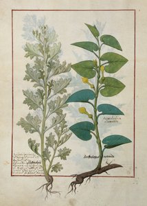 Illustratie uit Het Boek der Eenvoudige Geneesmiddelen door Mattheaus Platearius door Robinet Testard