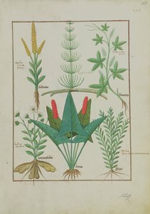 Ms Fr. Fv VI #1 fol.125r Bovenste rij: Maïs, Equisetum en Labruscae flos. Onderste rij: Madeliefje, Jarus en Marjolein, illustratie uit Het Eenvoudige Boek der Geneesmiddelen, door Mattheaus Platearius, ca. 1470 door Robinet Testard