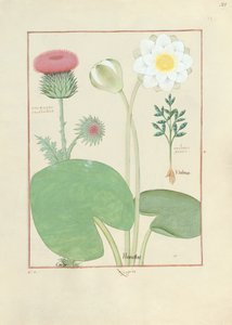 Gevederde distel, waterlelie en wonderboom, illustratie uit Het boek der eenvoudige medicijnen, door Mattheaus Platearius door Robinet Testard