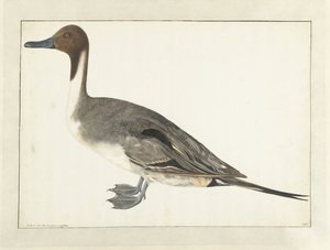 Drake Pintail door Rochus van Veen
