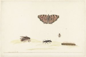 Studieblad met verschillende insecten door Rochus van Veen