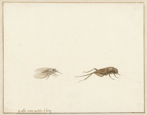 Twee insecten door Rochus van Veen