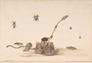 Verschillende Insecten bij een Schimmel