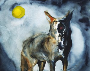 De huilende coyotemaan