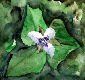 Witte trillium in bloei door RodMacIver