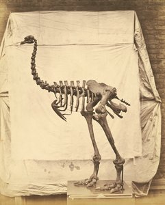 Dinornis Elephantopus Dinosaurus