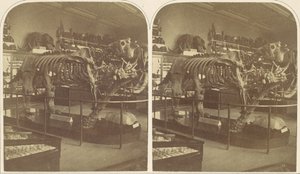 Het Megatherium, British Museum