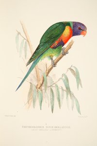 Blauwbuikige lori, handgekleurde gravure