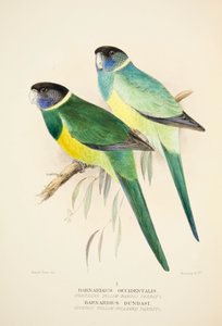 Noordelijke geelbandpapegaai en Dundas geelgekraagde papegaai, pub. 1916 handgekleurde gravure door Roland Green