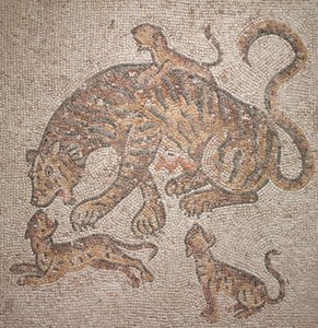 Tijgerin en welpen, 300s