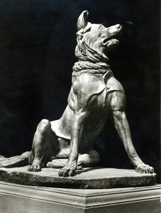Bull Mastiff Hond