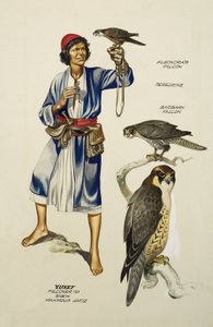 Yusef, Valkenier aan Sheik Mahmoud Hafiz (gouache op papier) door Ron Embleton