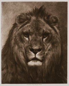  door Rosa Bonheur