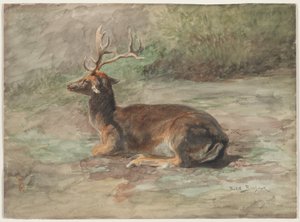 Liggend hert, tweede helft 19e eeuw (waterverf en gouache over grafiet)