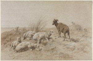Schapen
