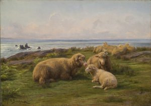Schapen bij de zee